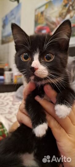 Котенок в добрые руки