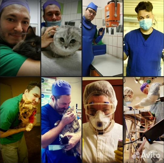 Ветеринарный врач