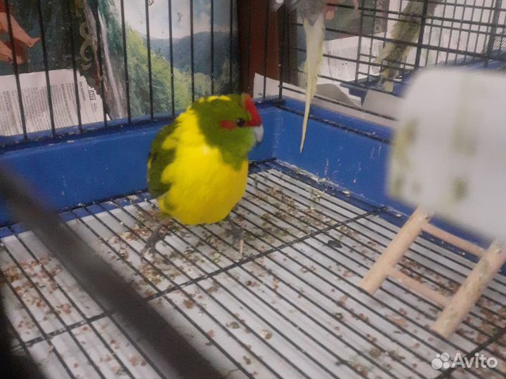 Попугай корелла птенец