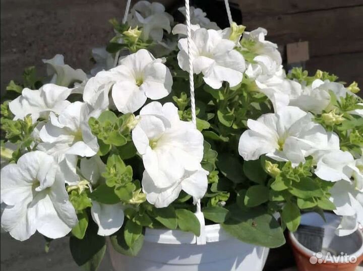 Рассада цветов. Петуния. Бархатцы. Виола