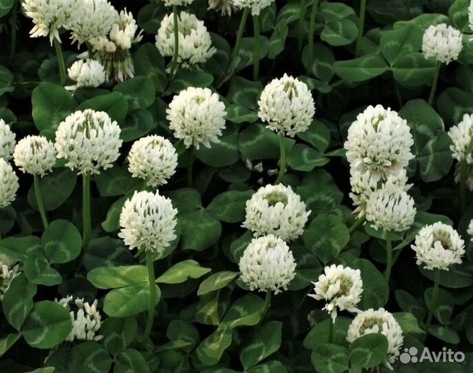 Белый клевер в Смоленске