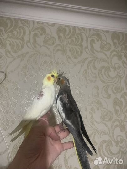 Птенцы корелла