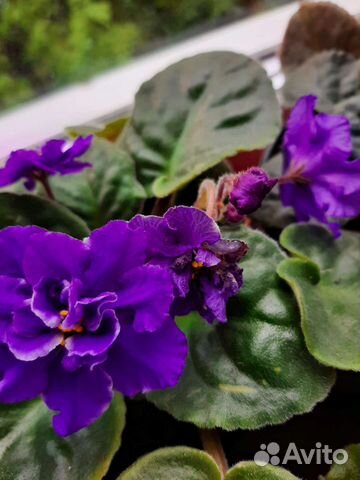 Цветущие фиалки