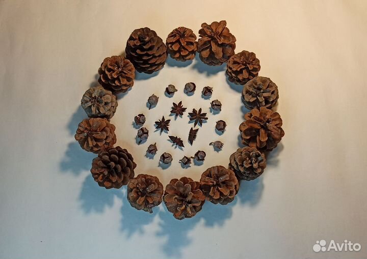 Шишки крымской сосны, кипариса,коробочки аниса