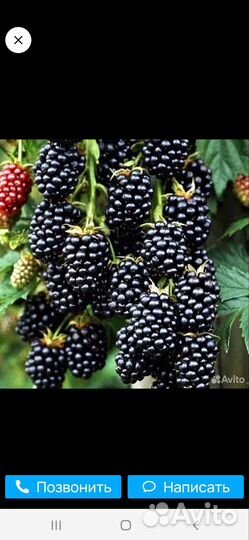 Саженцы ежевики без шипной