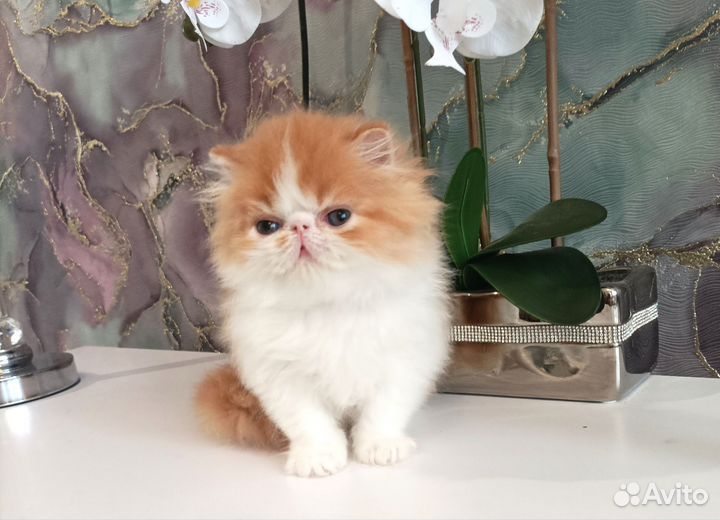 Котенок персидский