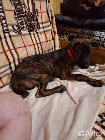 Щенок питбуль