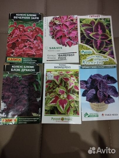 Рассада цветов