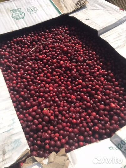 Брусника Клюква Черника Смородина