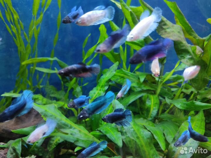 Рыбка петушок