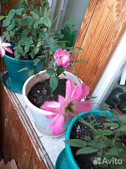 Роза чайная