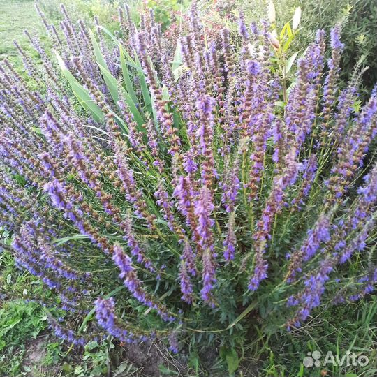 Иссоп растение