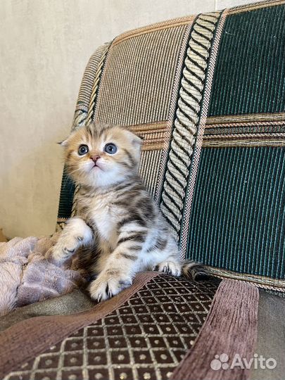 Шотландский котенок+ кот на вязку