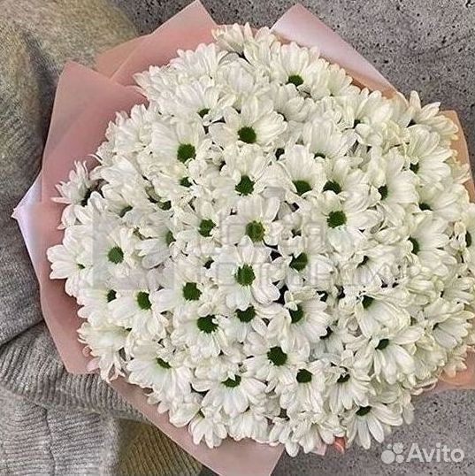 Хризантема Цветы Доставка