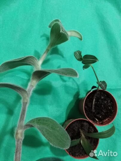 Традесканция рео