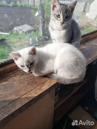 Кошка в дар