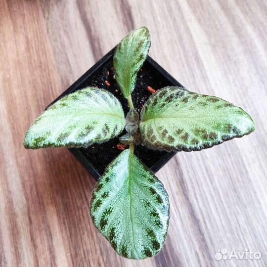 Эписции 3 вида