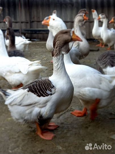 Холмогорские гуси