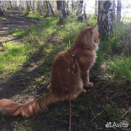 Кот Мейн-кун вязка