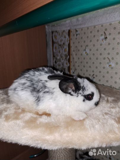 Декоративные кролики вислоухие