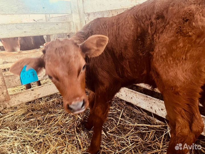 Бычки и телки с доставкой до двора