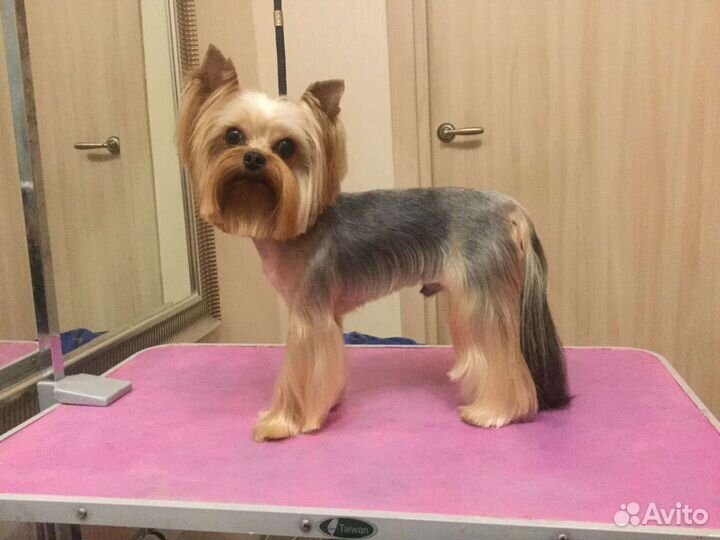 Груминг стрижка собак