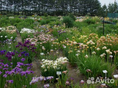 Ирис сибирский коллекция