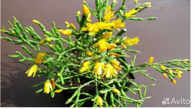 Рипсалис/Хатиора