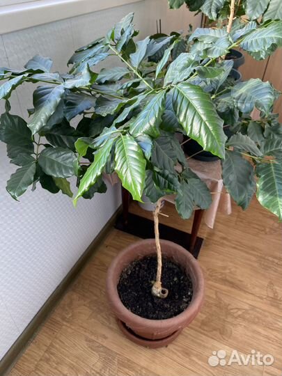 Кофейное дерево