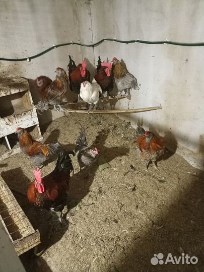 Цыплята. Куры. Петухи