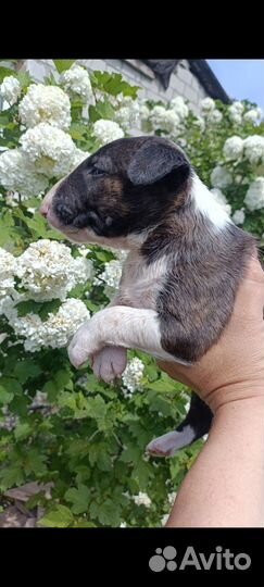 Стандартный бультерьер