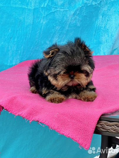 Йоркширский терьер мини щенки