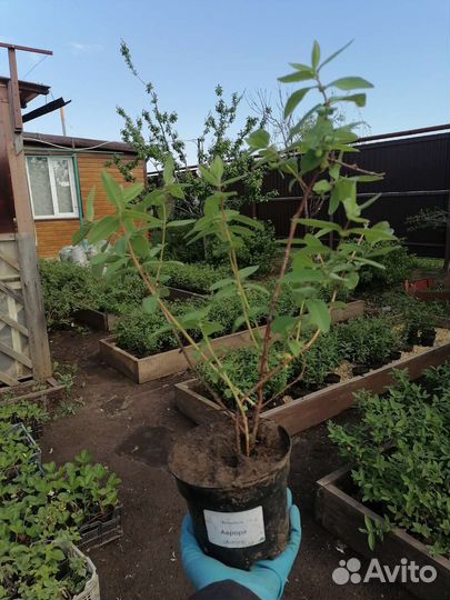 Саженцы жимолости