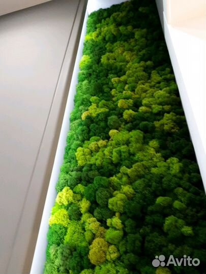 Озеленение интерьеров. Фитокартины