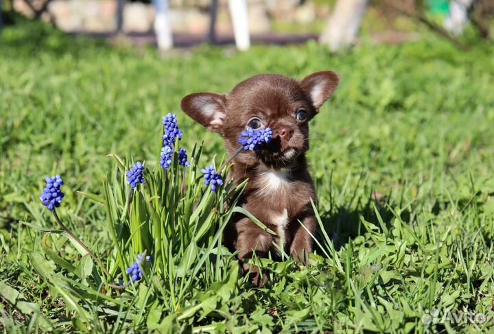 Кукольные малыши