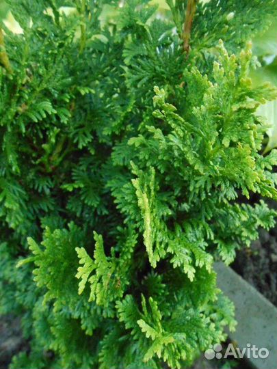 Туя западная Зматлик