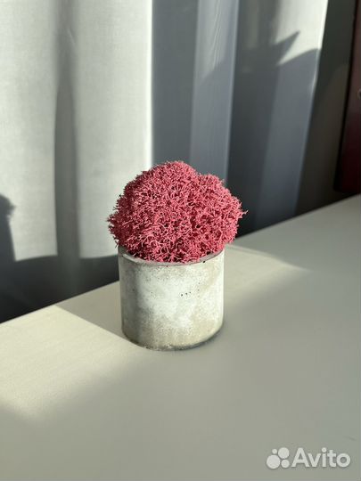 Стабилизированный мох