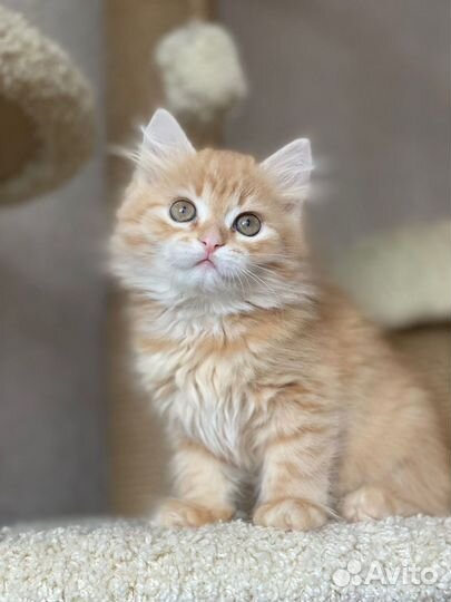 Рыжики сибирские