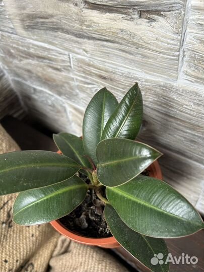 Фикус мелани