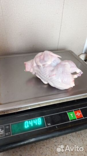 Инкубационное яйцо перепела