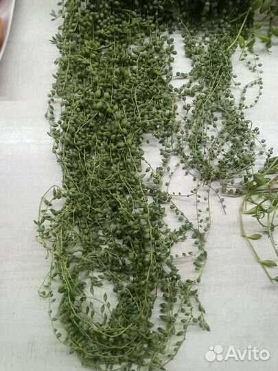 Сенецио в ассортименте