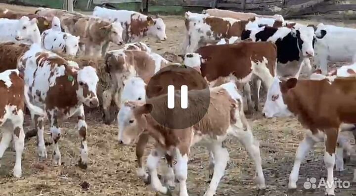 Бычки и телки сементал