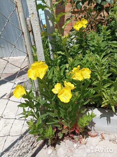 Рассада, цветы