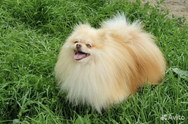 Померанский шпиц