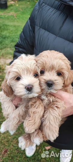 Мальтипу мини и стандарт