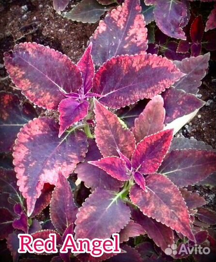 Колеусы сортовые вегетативные