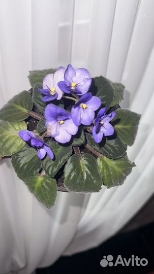 Комнатные растения