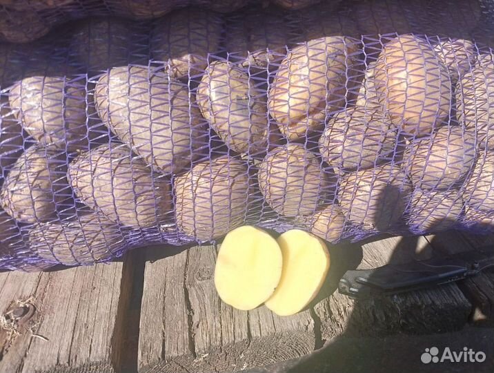 Картофель оптом