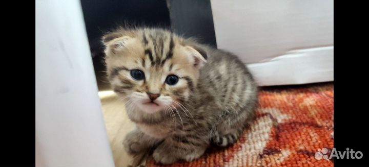 Котята в дар