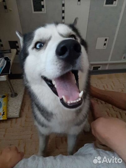 Хаски, для вязки